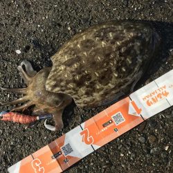 アオリサイズアップ!