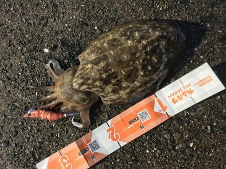 アオリサイズアップ!