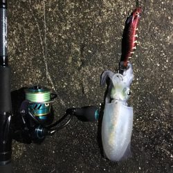 秋エギング終盤戦