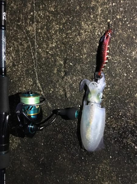 秋エギング終盤戦