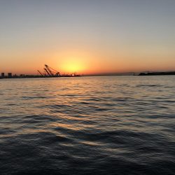 タチウオ高活性。