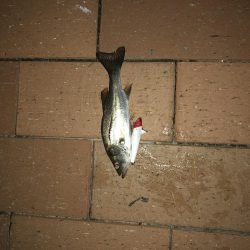 ひさしぶりのテクトロ釣果