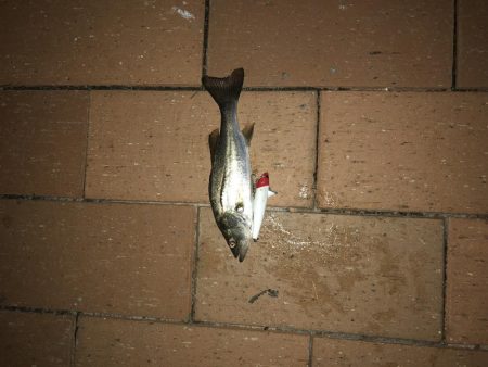 ひさしぶりのテクトロ釣果