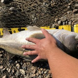 ブリブリのシーバス!