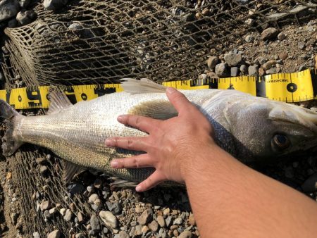 ブリブリのシーバス!