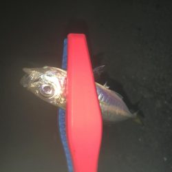 タチウオそしてアジ