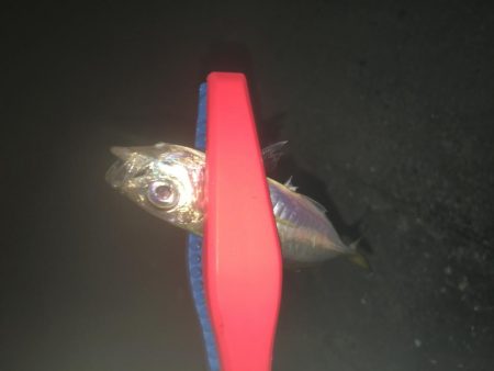 タチウオそしてアジ