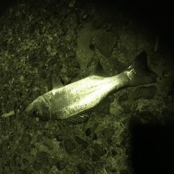 夜釣り、エサ釣り