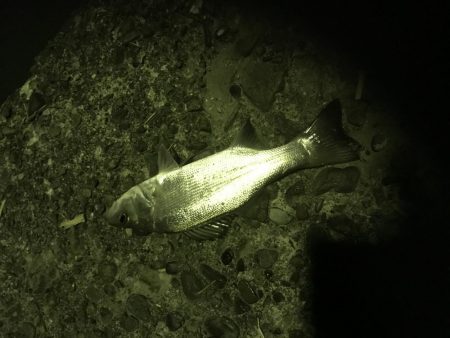 夜釣り、エサ釣り