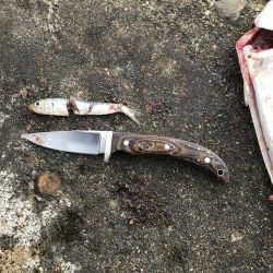 アオリイカメジロ太刀魚色々狙ってみるも