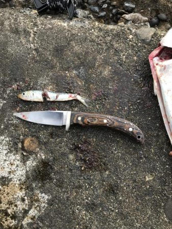 アオリイカメジロ太刀魚色々狙ってみるも