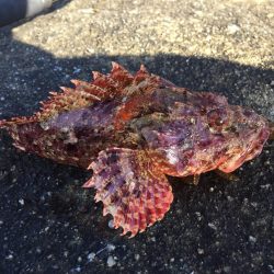 鬼ヶ城でショアジギ