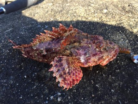 鬼ヶ城でショアジギ