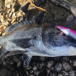 強風プラッギング