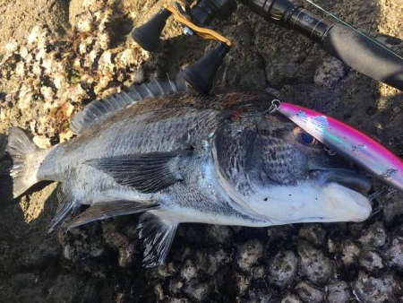 強風プラッギング