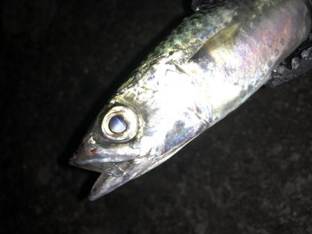 ゲキ渋タチウオ