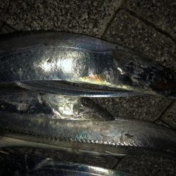 タチウオのちサバ