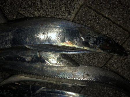 タチウオのちサバ