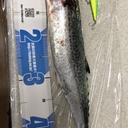 ショアプラッキングおもろ。