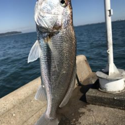 初サゴシ&驚きの魚