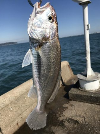 初サゴシ&驚きの魚