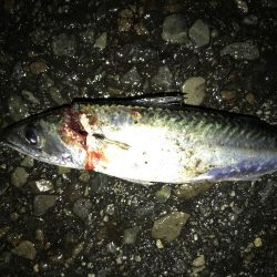 今日は、ダラダラと。