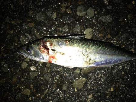 今日は、ダラダラと。