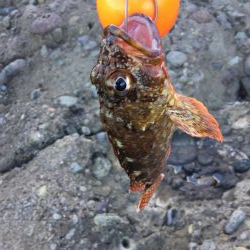 ショアジギング