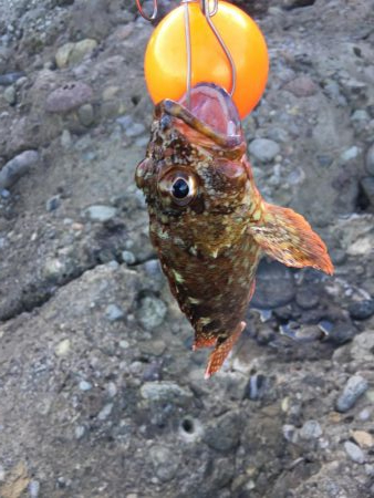 ショアジギング