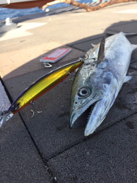 久々のブルブル！