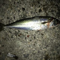 サバをエサにサバ。