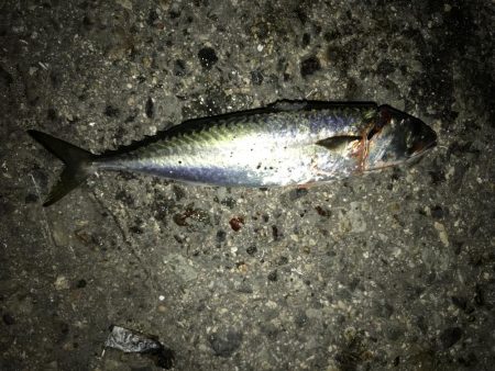 サバをエサにサバ。