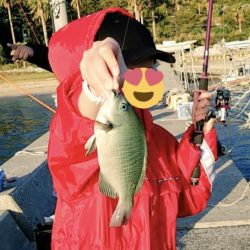 良型のカワハギ