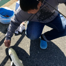 サビキで回遊魚、大きいボラも…♪