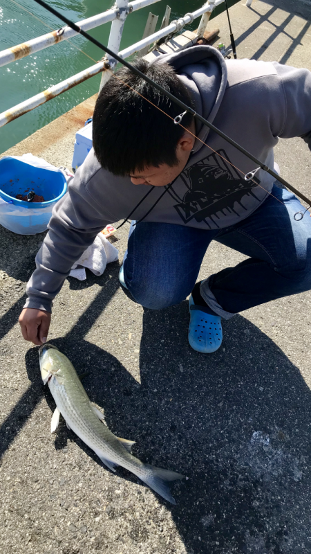 サビキで回遊魚、大きいボラも…♪