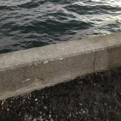 夕マヅメタチウオ