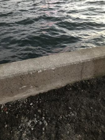 夕マヅメタチウオ