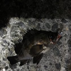 アジング・メバリング