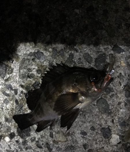 アジング・メバリング