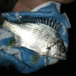 セイゴのちチビレ