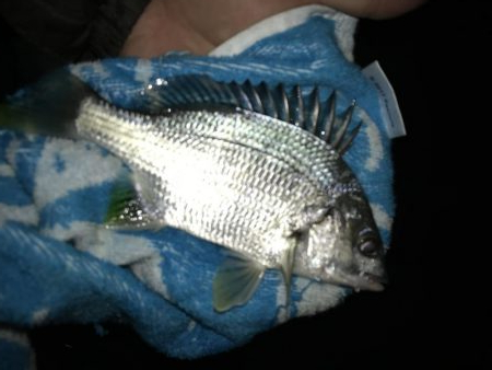 セイゴのちチビレ