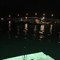 久しぶりのアオリイカ