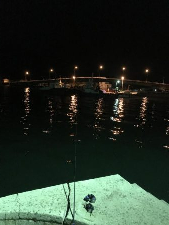 久しぶりのアオリイカ