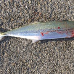 ハマチいまいち