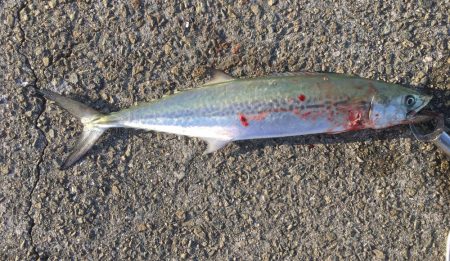 ハマチいまいち