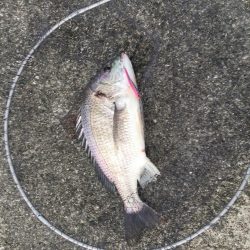 初!ポーアイ沖堤防へ!IP26で黒鯛釣れる!!.