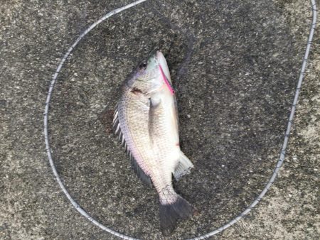 初!ポーアイ沖堤防へ!IP26で黒鯛釣れる!!.