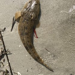 久々のマゴチ‼️