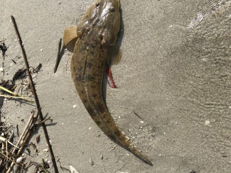 久々のマゴチ‼️