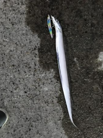 呑ませ釣りのつもりが